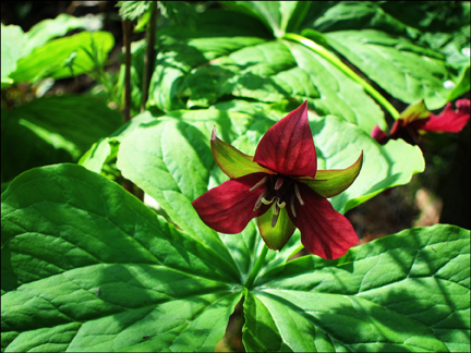 Adirondack Wildflowers:  Red Trillium in bloom at the Paul Smiths VIC